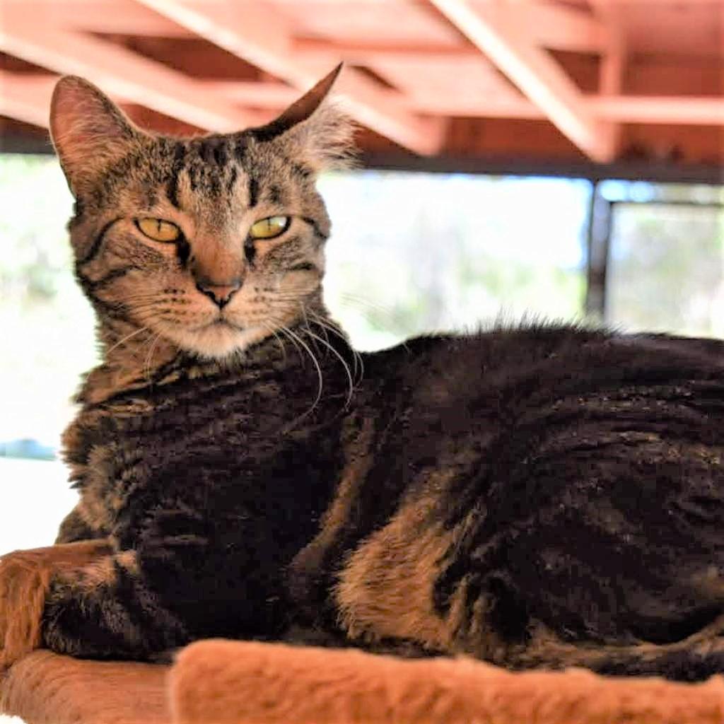 Teeny Weeny, an adoptable Domestic Short Hair in Kanab, UT, 84741 | Photo Image 4