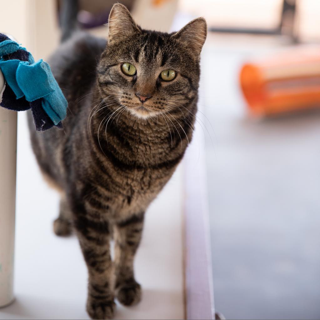 Teeny Weeny, an adoptable Domestic Short Hair in Kanab, UT, 84741 | Photo Image 5