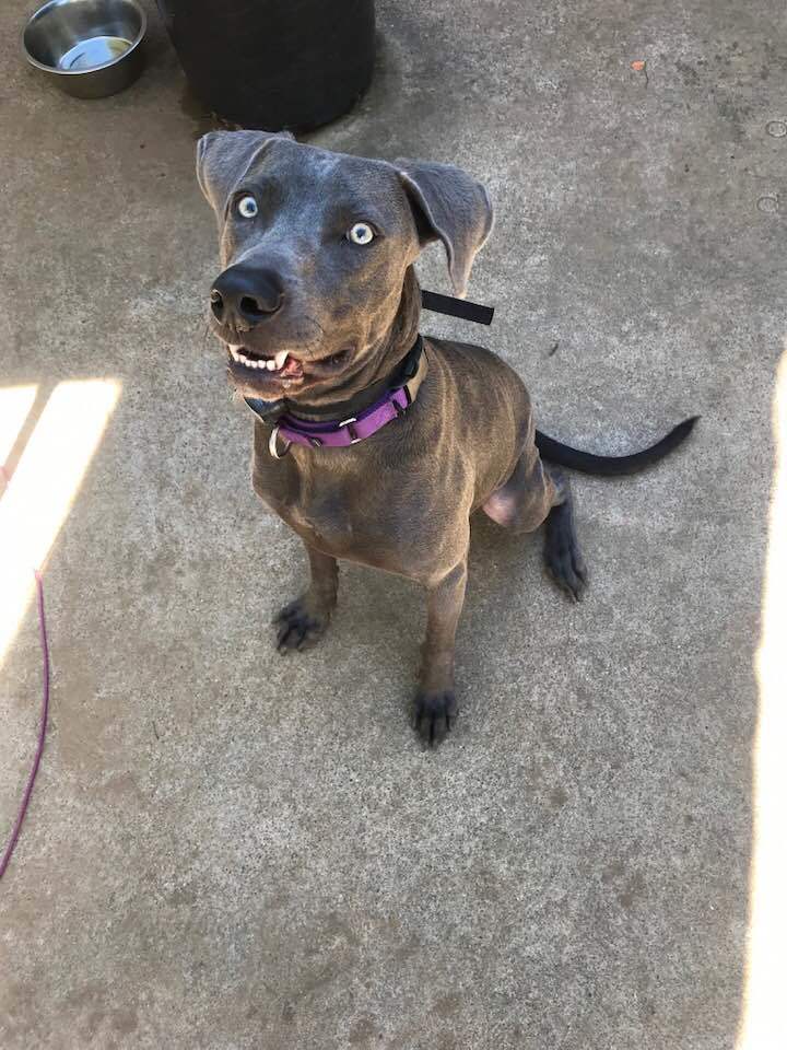 Riley, an adoptable Blue Lacy in Burleson, TX, 76028 | Photo Image 1