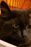 Sheba photo 2