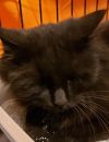 Sheba photo 4