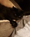 Sheba photo 8