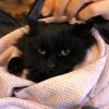 Sheba photo 10