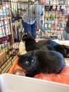 Sheba photo 12
