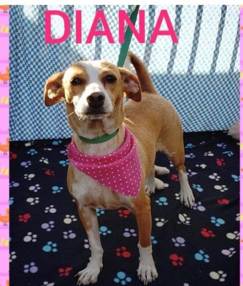 . Diana .