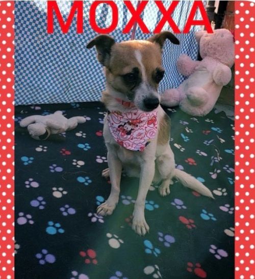 . Moxxa .