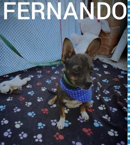 . Fernando .
