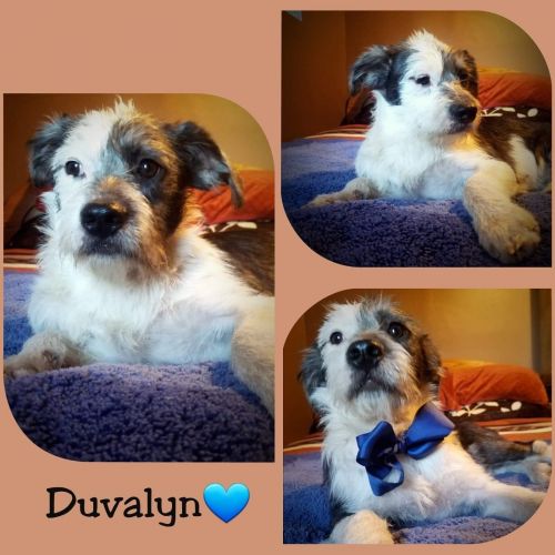 . Duvalin .