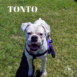 . Tonto .