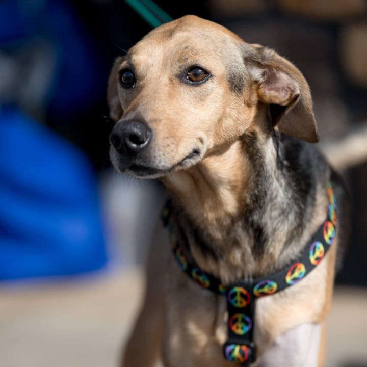 Dixie Dawn, an adoptable American Foxhound Mix in Springfield, MO_image-1
