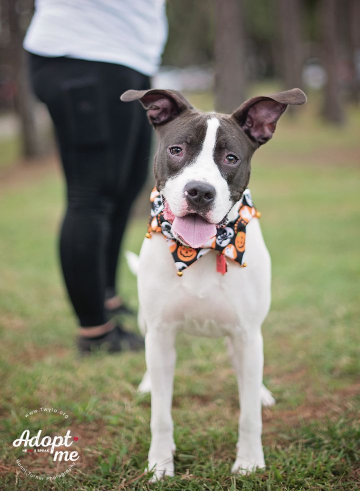 Arabella, an adopted American Staffordshire Terrier & Hound Mix in Kingwood, TX_image-3