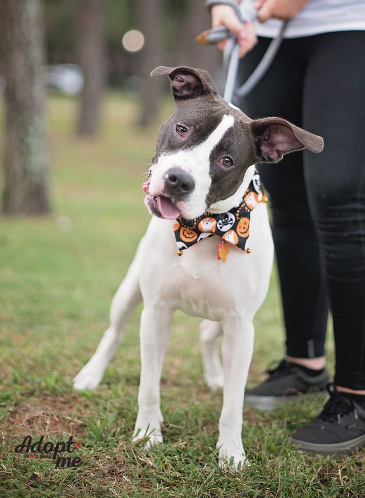 Arabella, an adopted American Staffordshire Terrier & Hound Mix in Kingwood, TX_image-6
