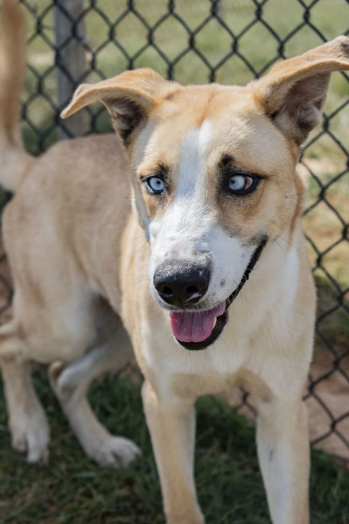 Dog For Adoption Elwood Blues A Husky Labrador Retriever Mix In Winchester Tn Petfinder