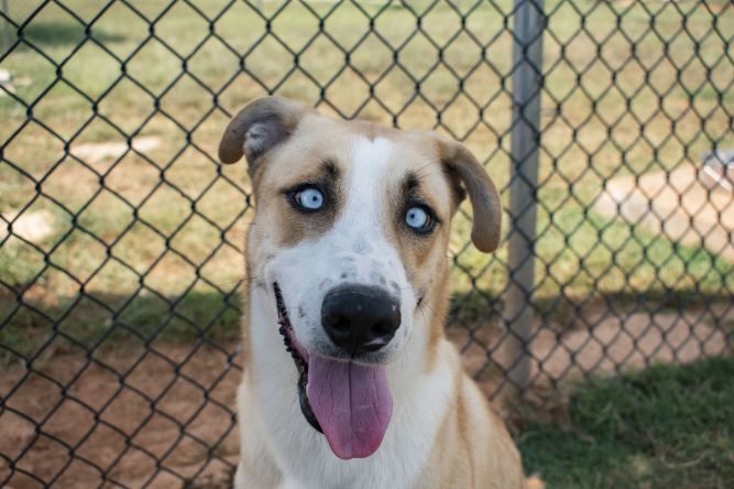 Dog For Adoption Elwood Blues A Husky Labrador Retriever Mix In Winchester Tn Petfinder