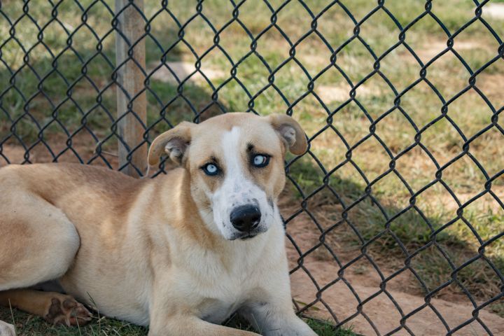Dog For Adoption Elwood Blues A Husky Labrador Retriever Mix In Winchester Tn Petfinder