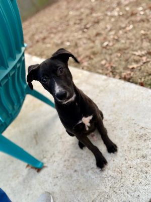 Dogs For Adoption Near Madison Ms Petfinder