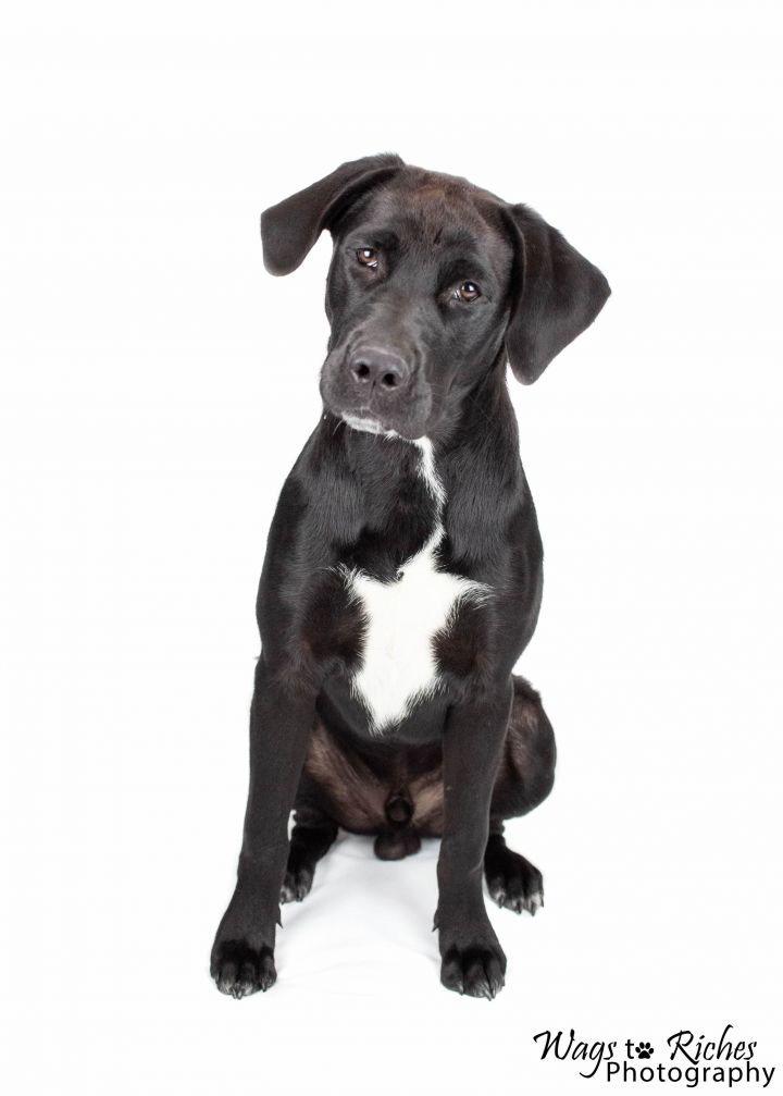 Dog For Adoption Tua A Cane Corso Labrador Retriever