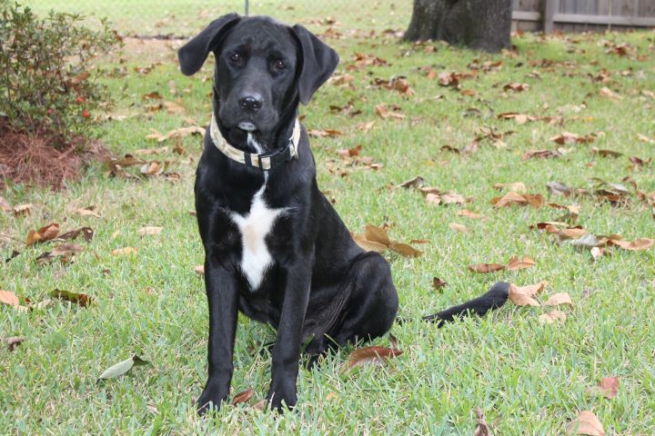 Dog For Adoption Tua A Cane Corso Labrador Retriever