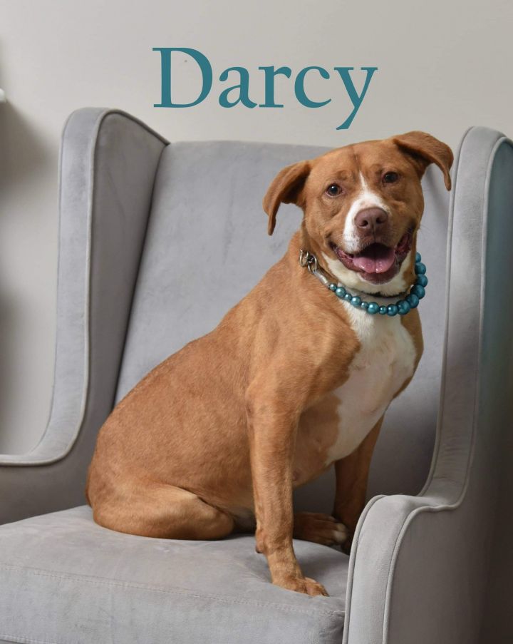 Darcy 1