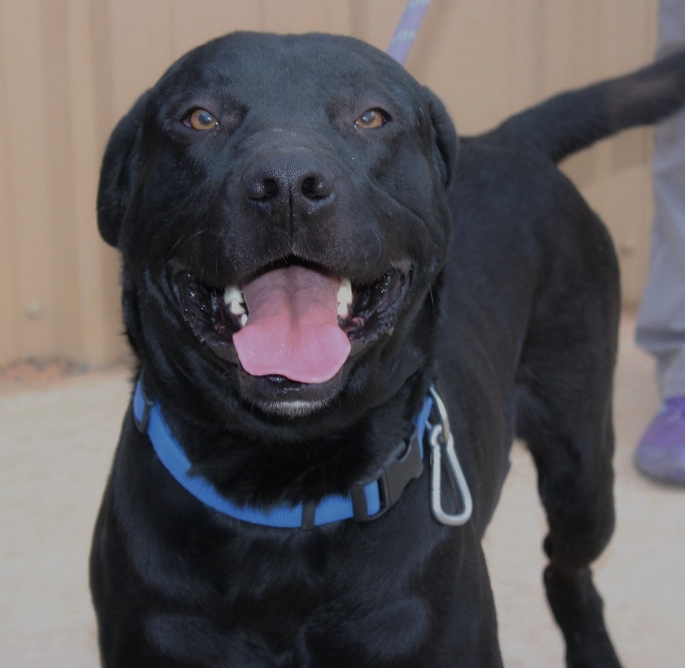 Charlie, an adoptable Labrador Retriever in Page, AZ, 86040 | Photo Image 1