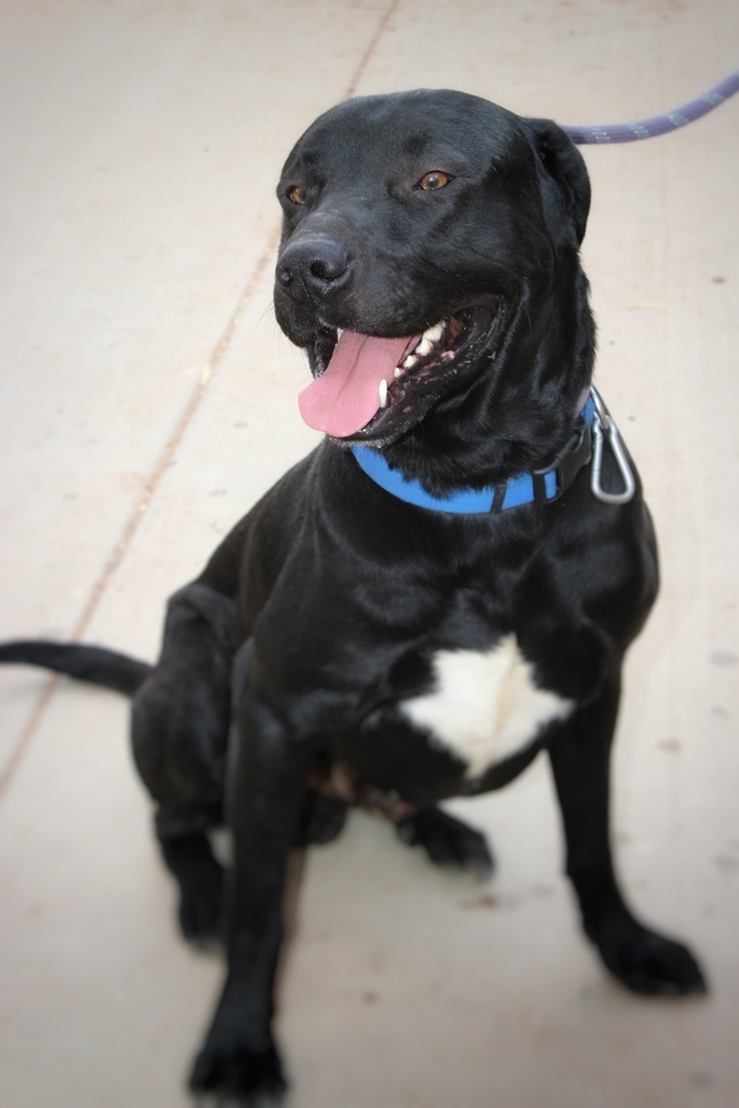 Charlie, an adoptable Labrador Retriever in Page, AZ, 86040 | Photo Image 2