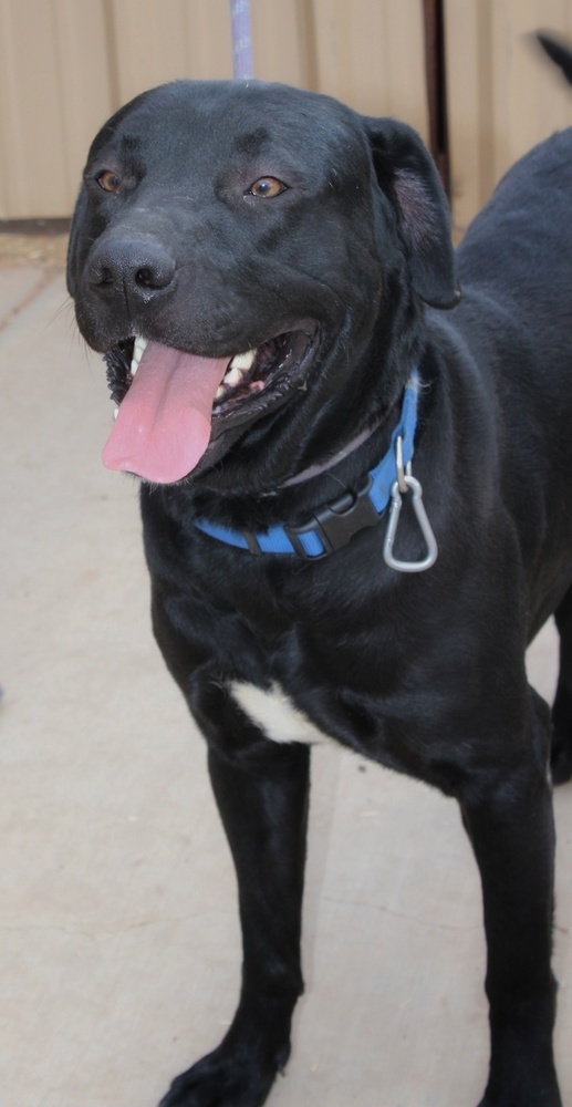 Charlie, an adoptable Labrador Retriever in Page, AZ, 86040 | Photo Image 4