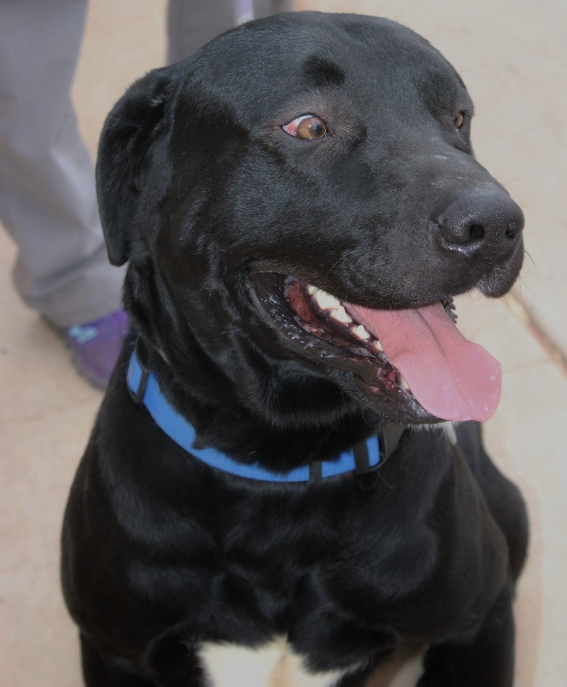 Charlie, an adoptable Labrador Retriever in Page, AZ, 86040 | Photo Image 5
