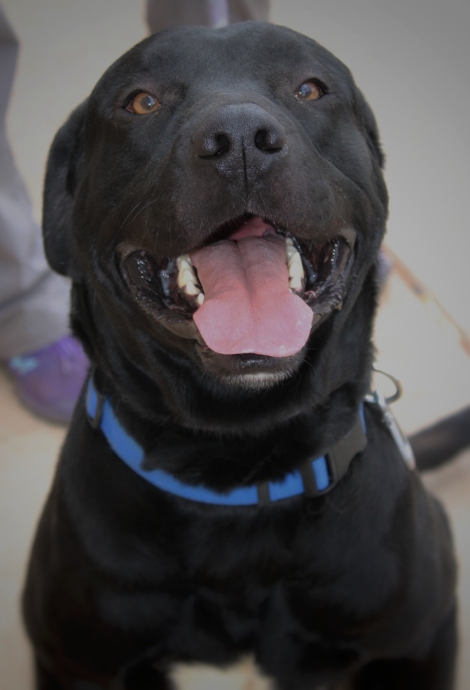 Charlie, an adoptable Labrador Retriever in Page, AZ, 86040 | Photo Image 6