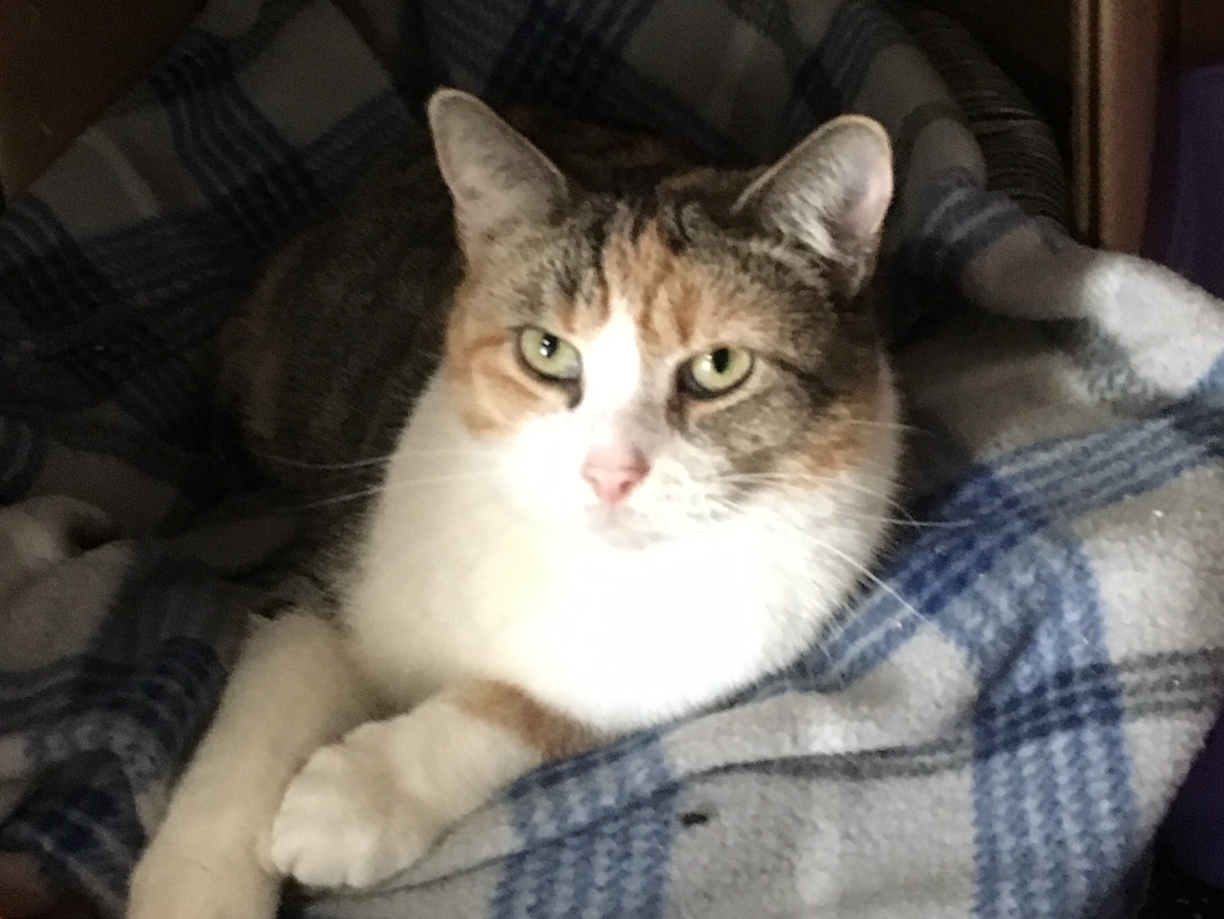 Sarah, an adoptable Calico in St. Marys, OH, 45885 | Photo Image 1