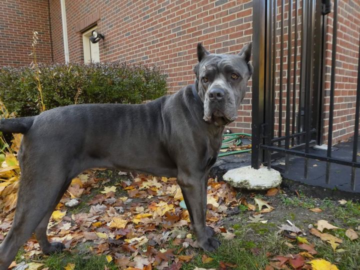 Dog For Adoption Ashley A Cane Corso In Mount Clemens Mi