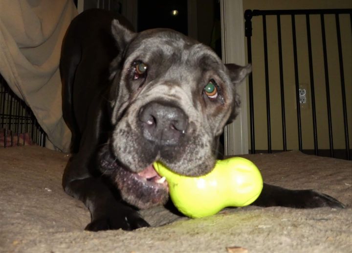 Dog For Adoption Ashley A Cane Corso In Mount Clemens Mi