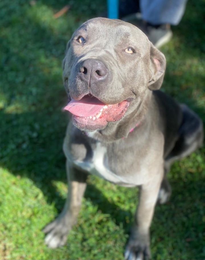 Dog For Adoption Ivy A Cane Corso In Los Angeles Ca