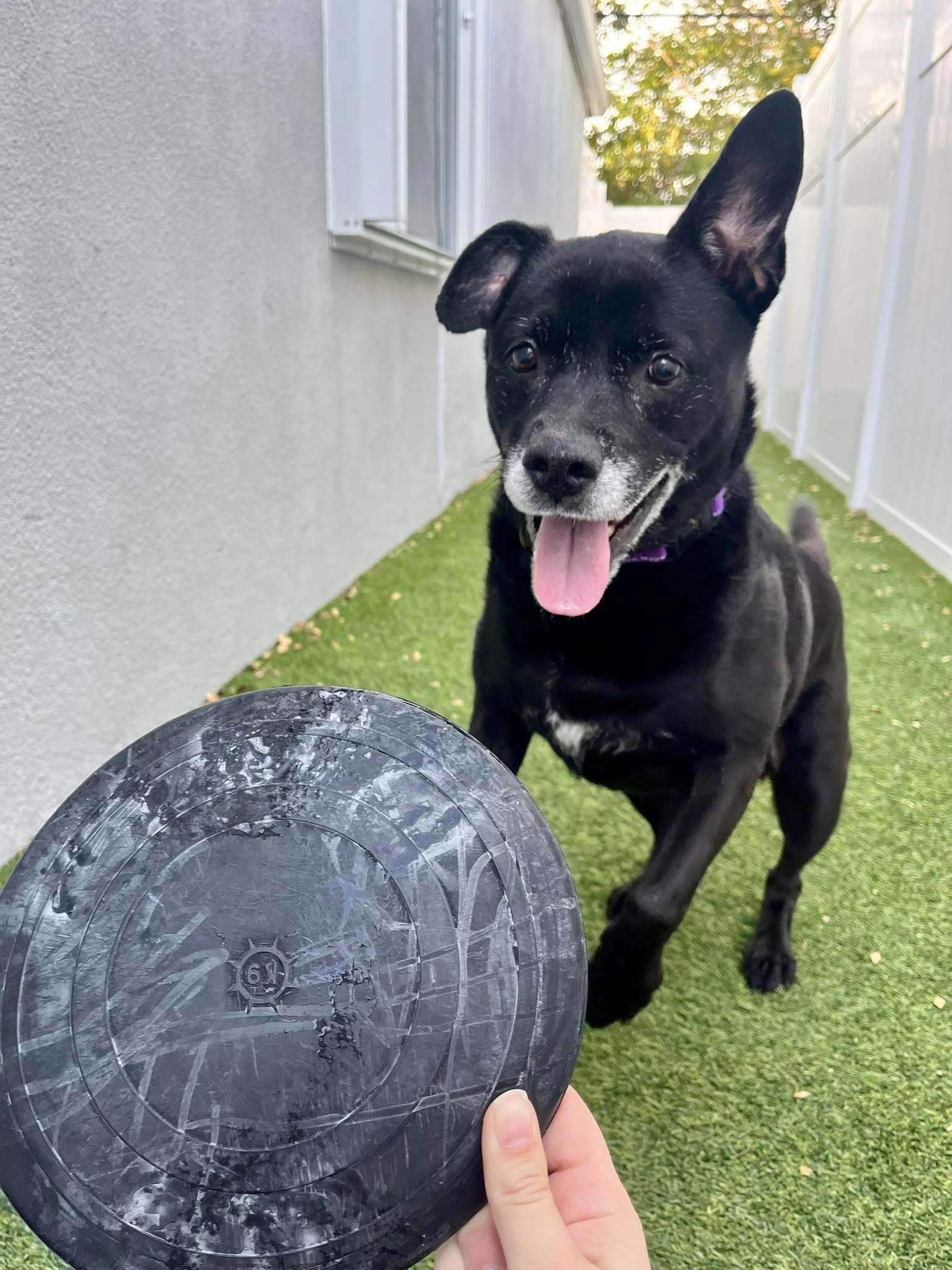 Sadie, an adoptable Labrador Retriever in Pompano Beach, FL, 33062 | Photo Image 1