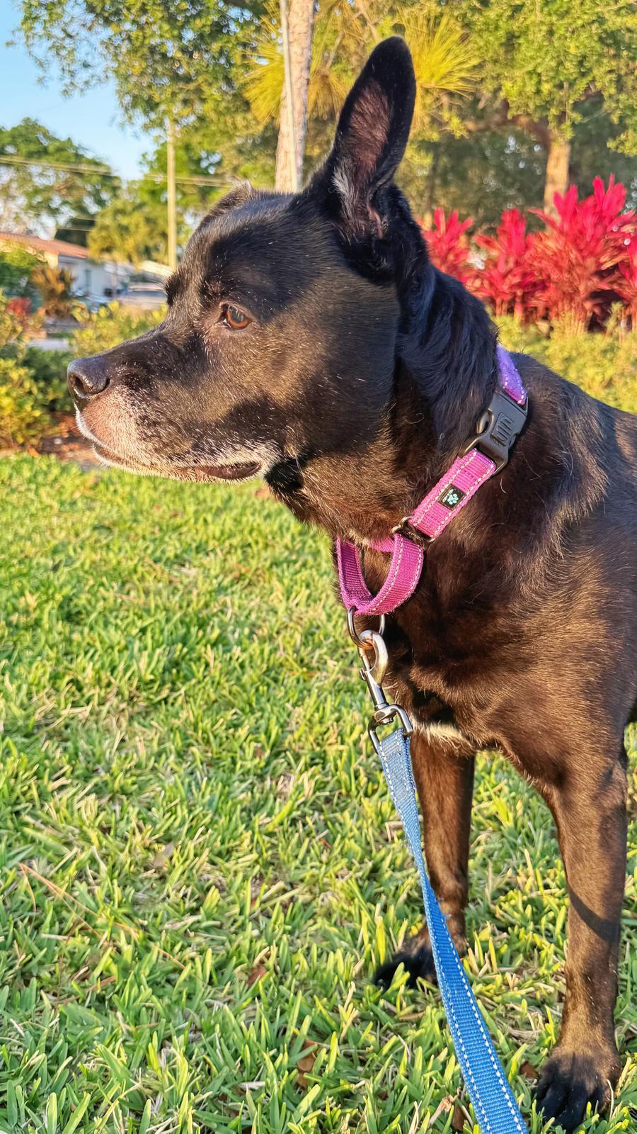 Sadie, an adoptable Labrador Retriever in Pompano Beach, FL, 33062 | Photo Image 1