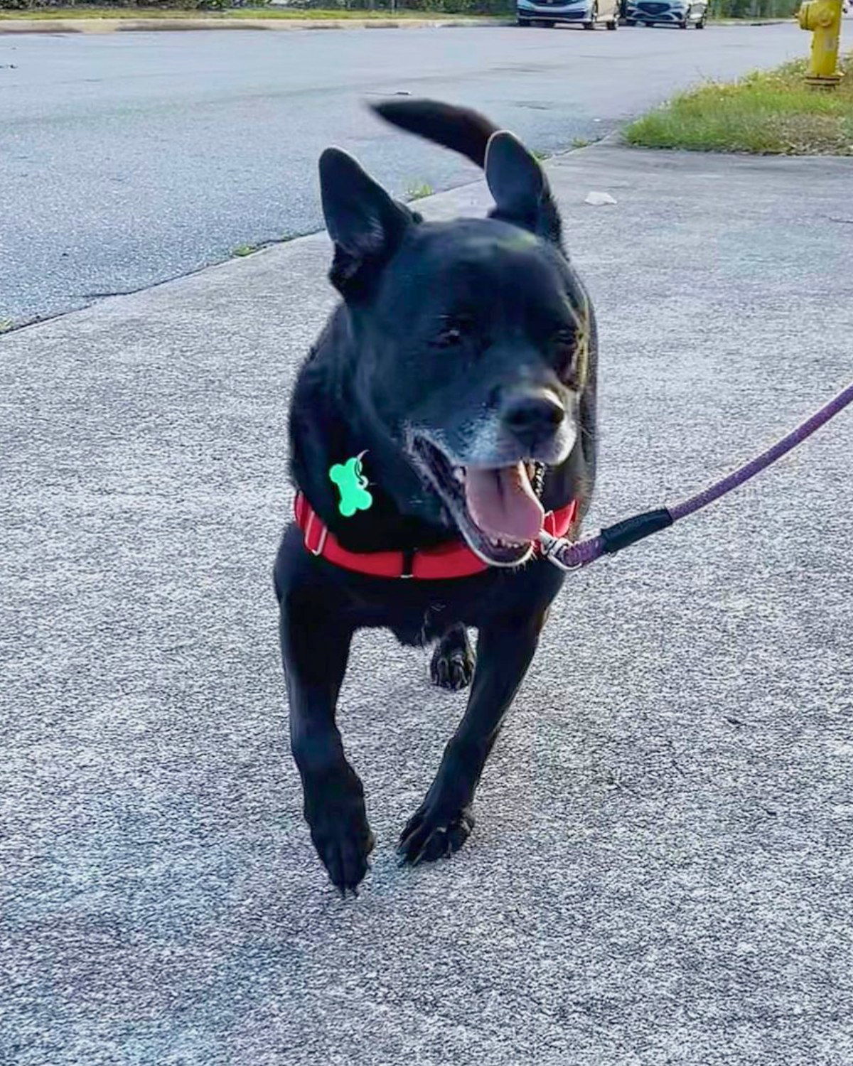 Sadie, an adoptable Labrador Retriever in Pompano Beach, FL, 33062 | Photo Image 2