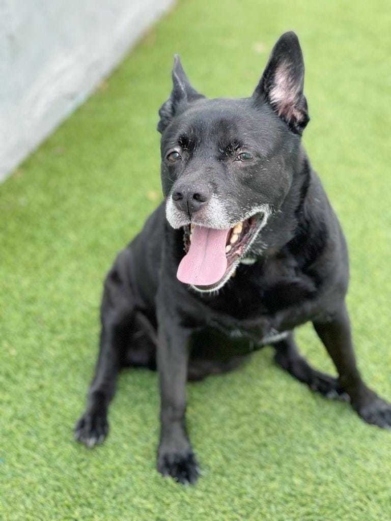 Sadie, an adoptable Labrador Retriever in Pompano Beach, FL, 33062 | Photo Image 3