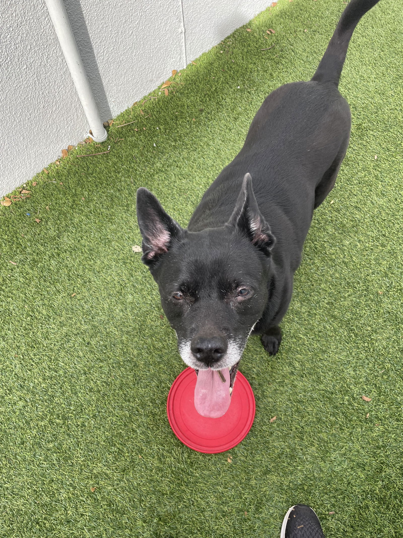 Sadie, an adoptable Labrador Retriever in Pompano Beach, FL, 33062 | Photo Image 3