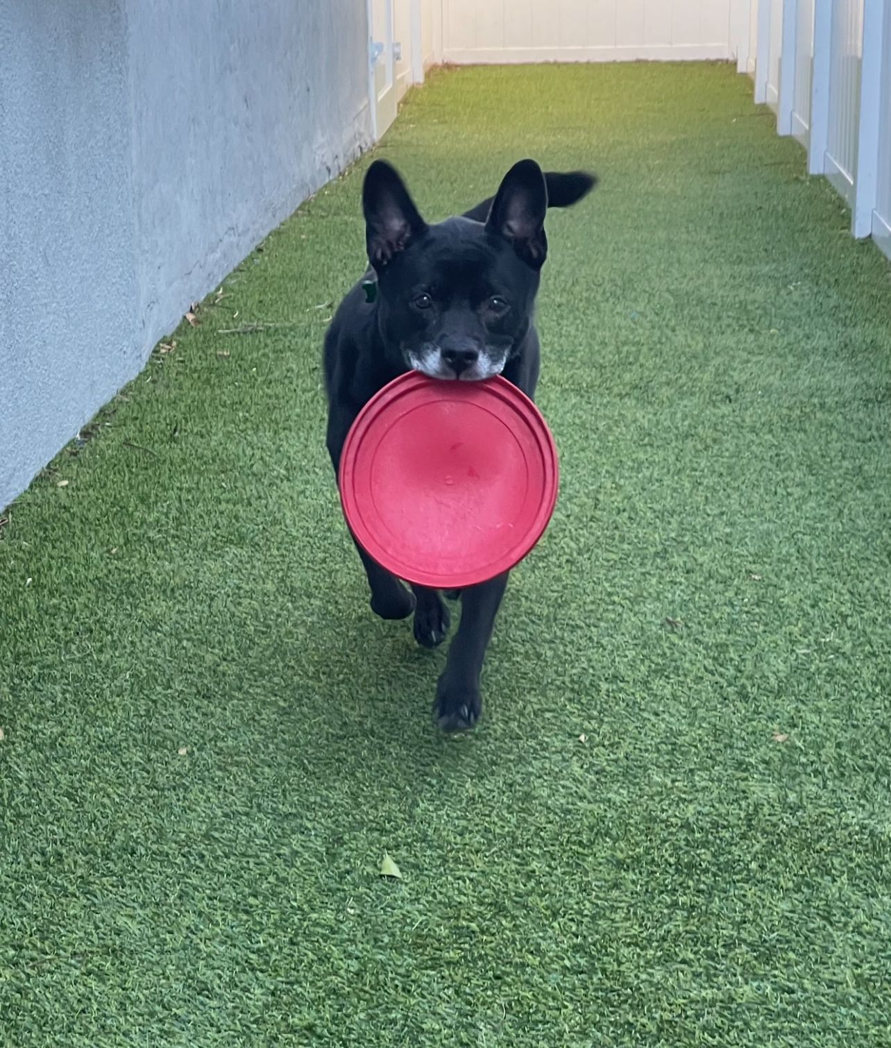 Sadie, an adoptable Labrador Retriever in Pompano Beach, FL, 33062 | Photo Image 3