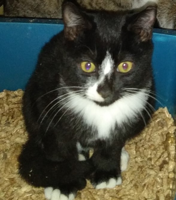 Cat For Adoption Barn Kittens A Domestic Short Hair In Windsor