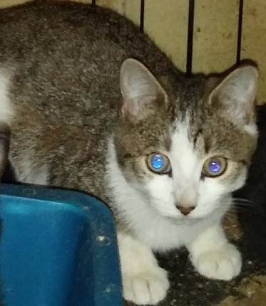 Cat For Adoption Barn Kittens A Domestic Short Hair In Windsor