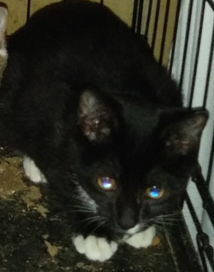 Cat For Adoption Barn Kittens A Domestic Short Hair In Windsor