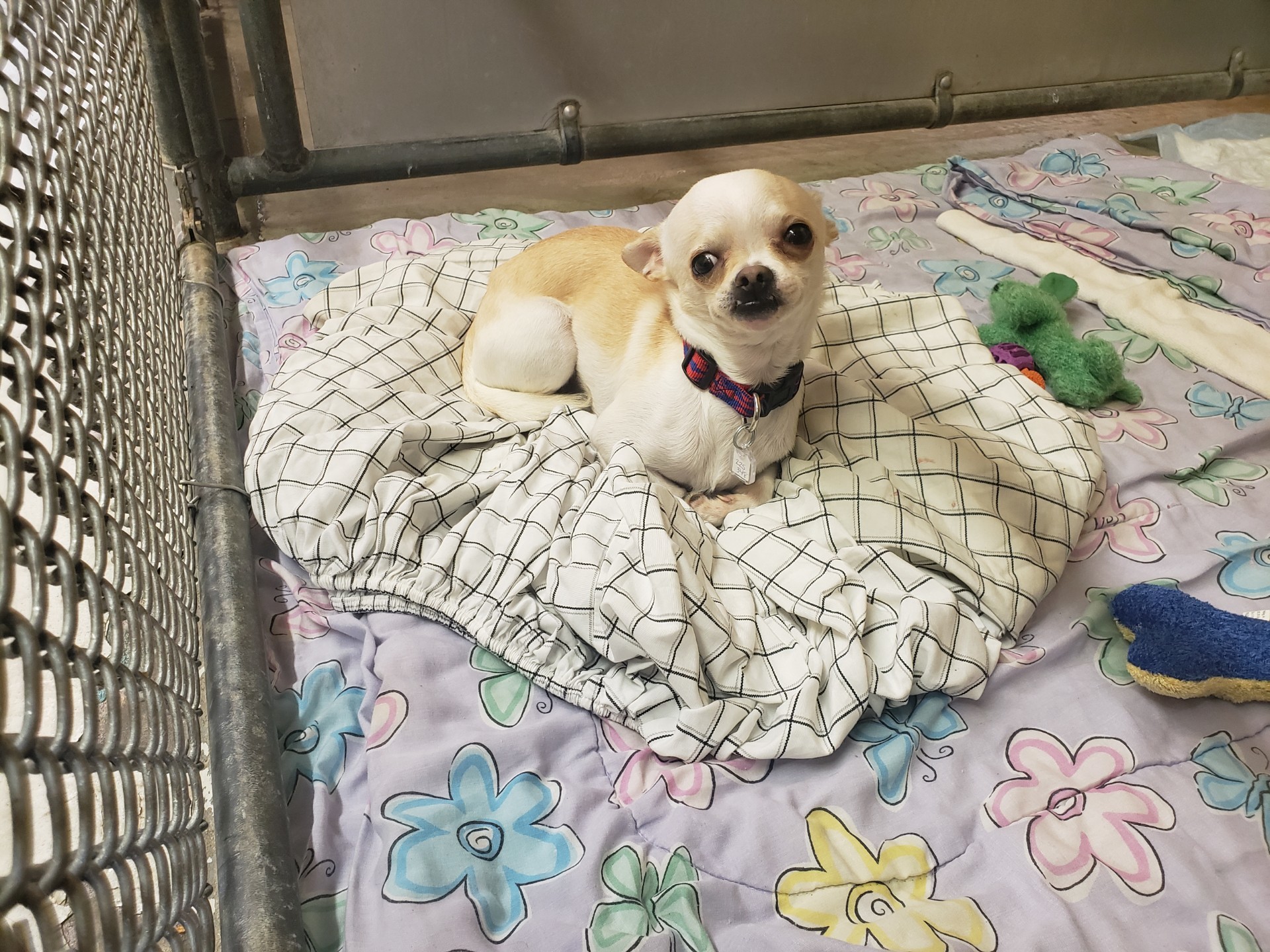 Beluga - Resident Angel  (Permanent Foster), an adoptable Chihuahua in Quentin, PA, 17083 | Photo Image 2