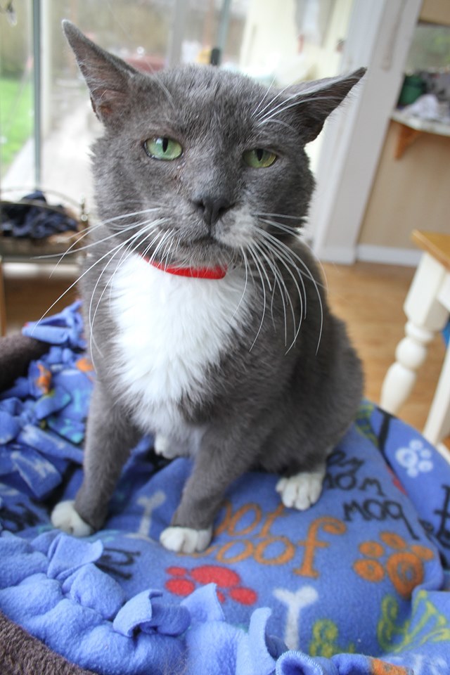 Elmer, our special needs lover boy!, an adopted Domestic Short Hair Mix in Portland, OR_image-3