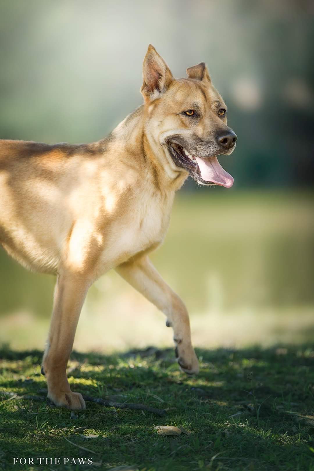 MAX, an adoptable German Shepherd Dog, Boxer in Lancaster, SC, 29720 | Photo Image 2