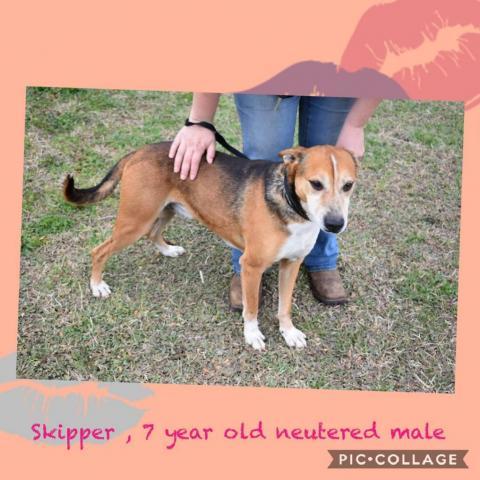 Dog For Adoption Skipper An English Coonhound Treeing Walker Coonhound Mix In Lancaster Sc Petfinder