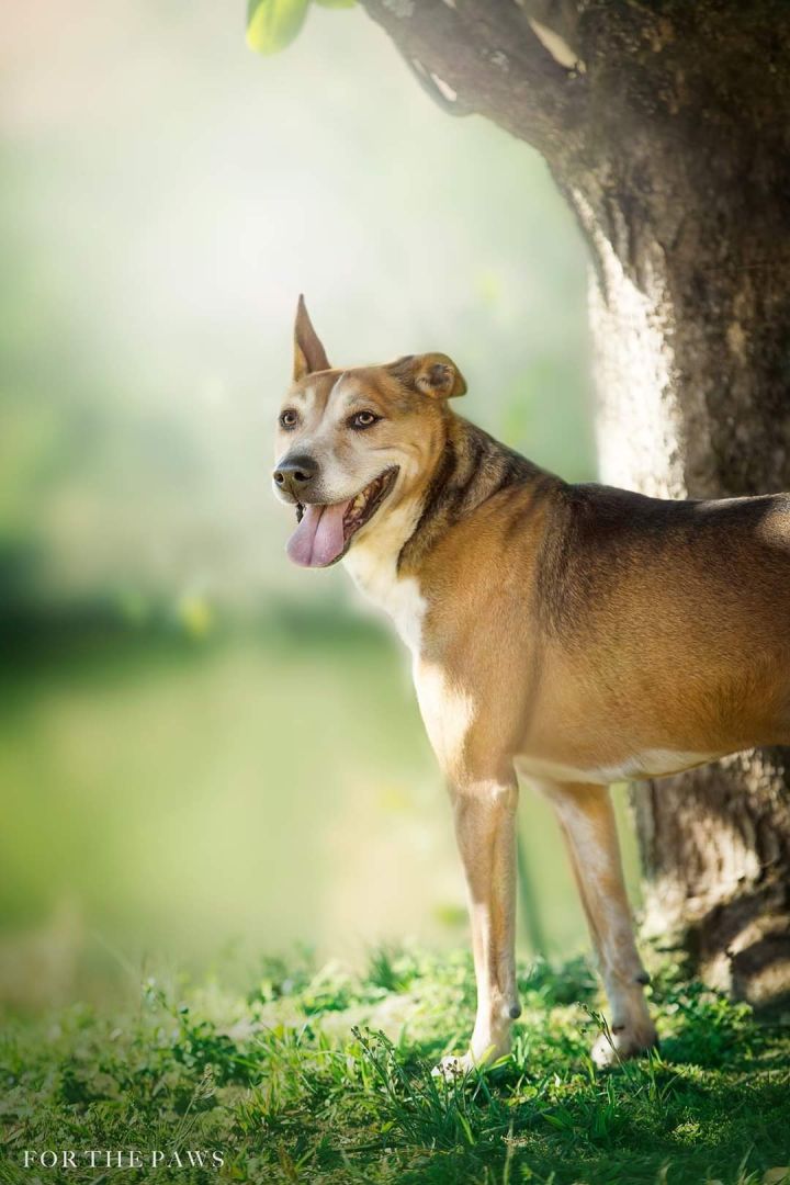 Dog For Adoption Skipper An English Coonhound Treeing Walker Coonhound Mix In Lancaster Sc Petfinder