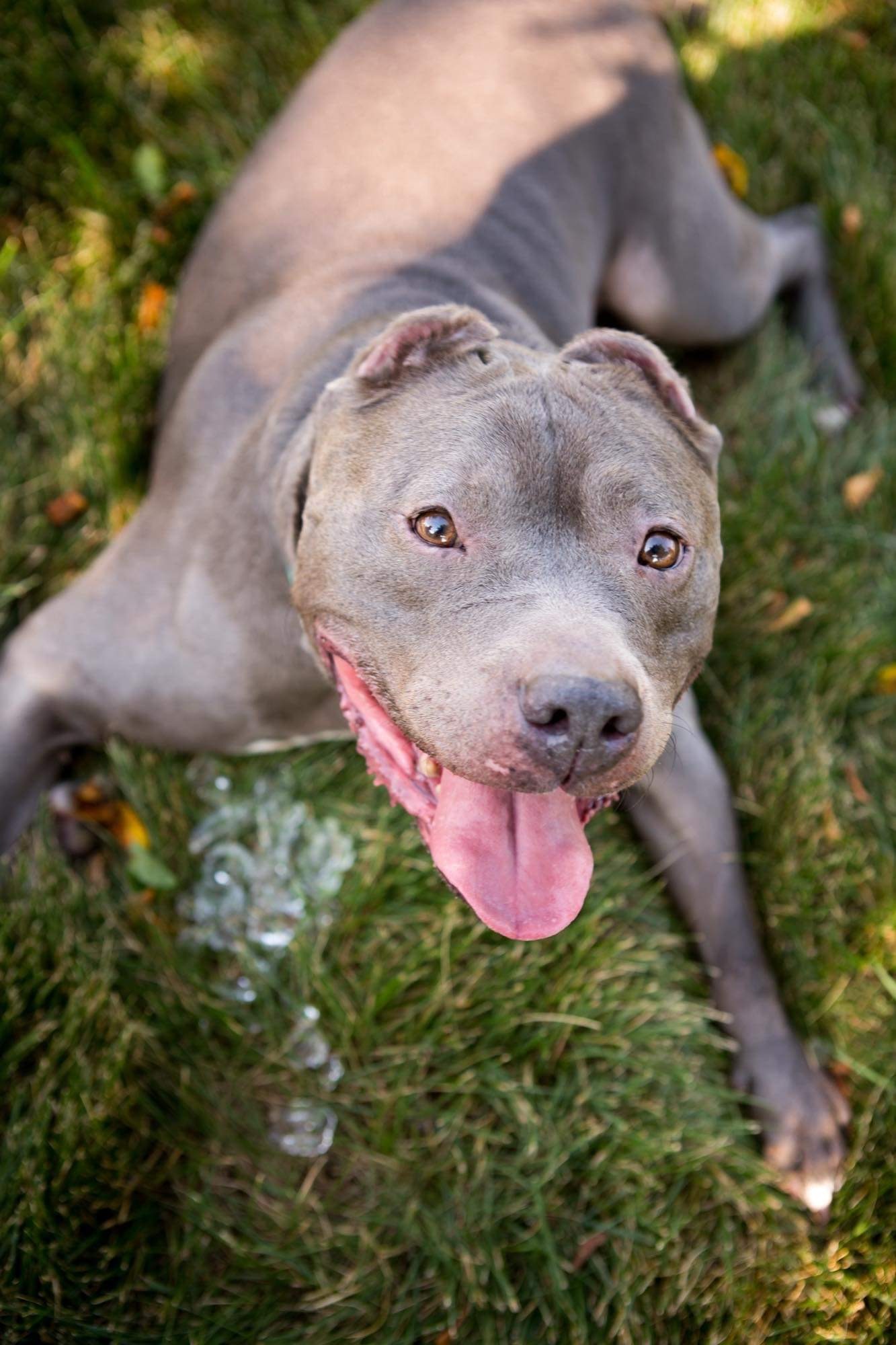 Confetti, an adoptable Pit Bull Terrier in Peotone, IL, 60468 | Photo Image 2
