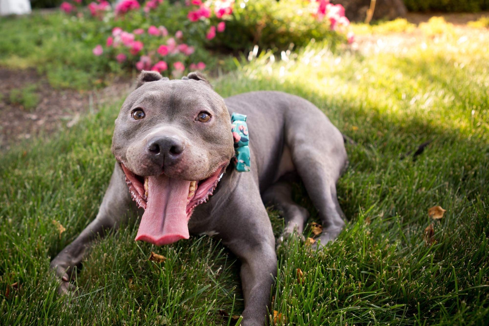 Confetti, an adoptable Pit Bull Terrier in Peotone, IL, 60468 | Photo Image 3
