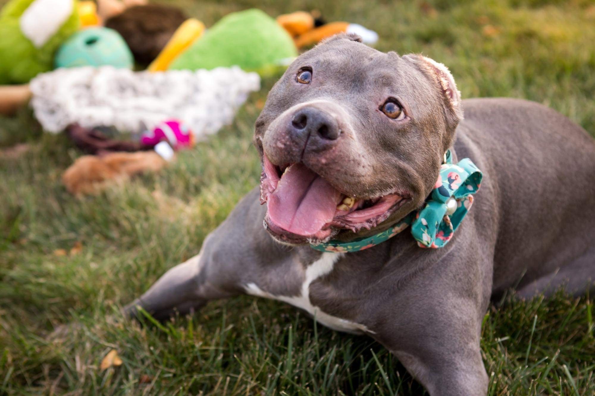 Confetti, an adoptable Pit Bull Terrier in Peotone, IL, 60468 | Photo Image 1