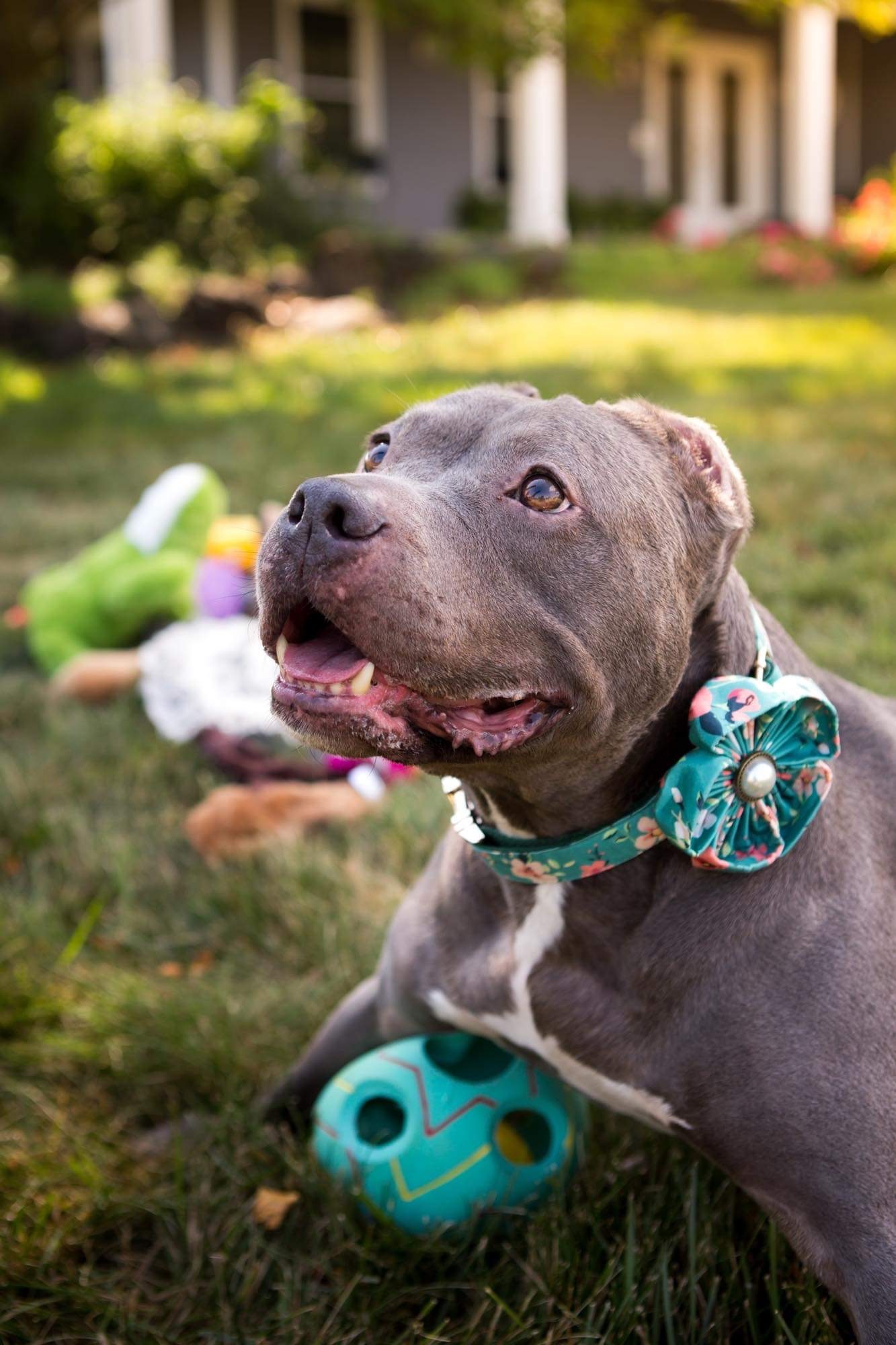 Confetti, an adoptable Pit Bull Terrier in Peotone, IL, 60468 | Photo Image 5